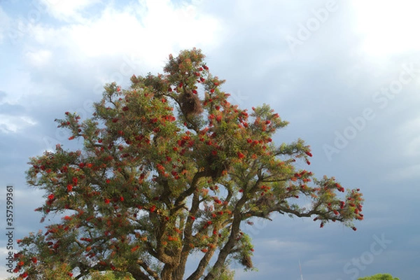 Obraz árbol con flores