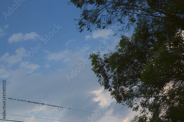 Obraz aves sobre el cable