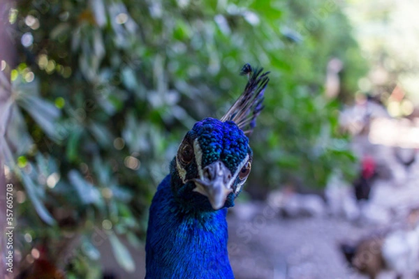 Obraz peacock head close up