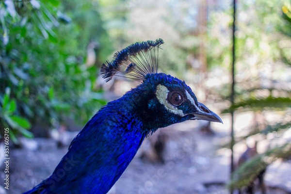 Obraz portrait of a peacock