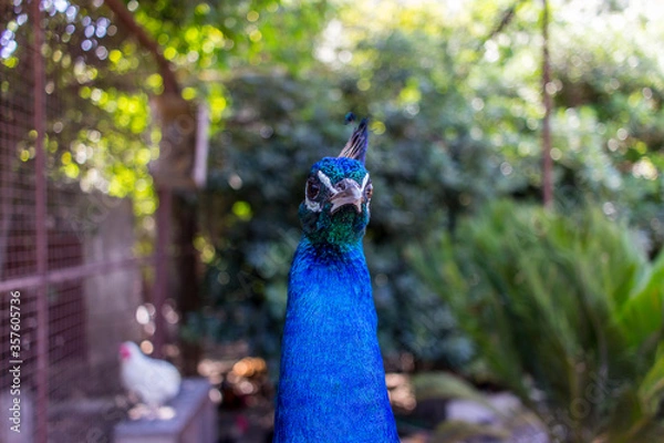 Obraz peacock with feathers