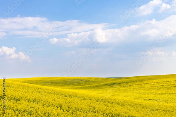Fototapeta Rural agricultural fields landscape during early spring with a canola rapeseed field in blossom.