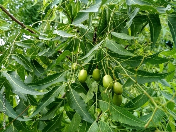 Obraz Azadirachta indica, commonly known as neem, nimtree or Indian lilac.