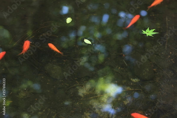 Fototapeta 夏。金魚。涼。日本文化