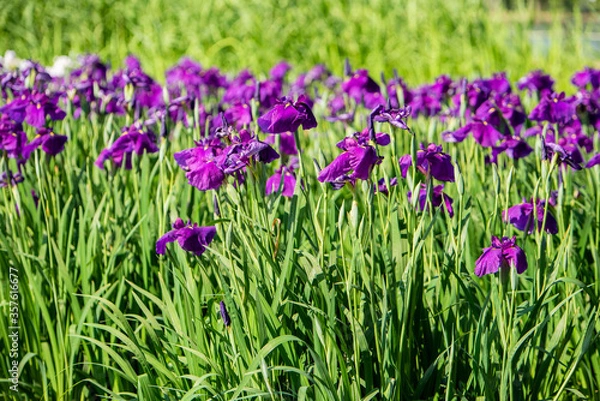 Fototapeta 水元公園　花菖蒲園