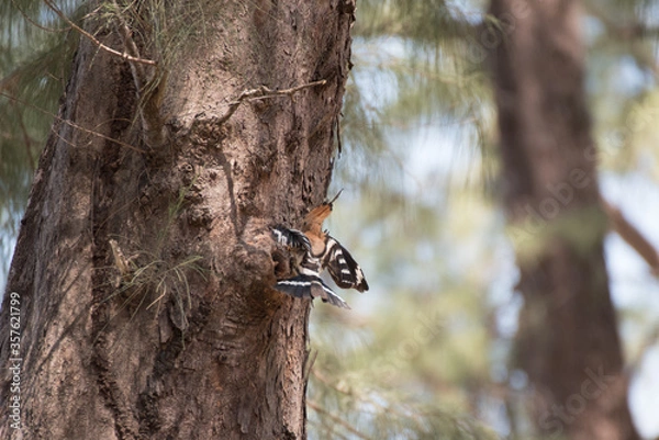 Fototapeta hoopoe bird bringing insect