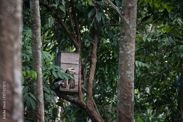 Fototapeta hornbill bird stand on the branch coming to house of bird