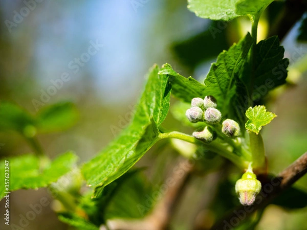 Fototapeta Currant is preparing to bloom in the spring, close-up. The unopened flowers of the currant in the sun. Spring has come