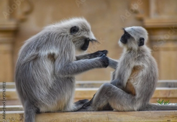 Fototapeta Beautiful view of the monkeys