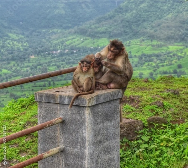 Fototapeta Beautiful view of the monkeys.