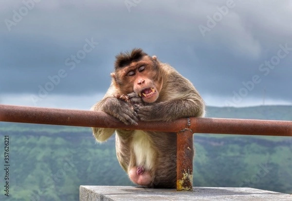 Fototapeta Beautiful view of the monkey sleeping.