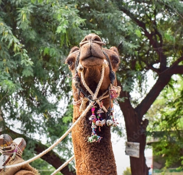 Fototapeta portrait of a camel
