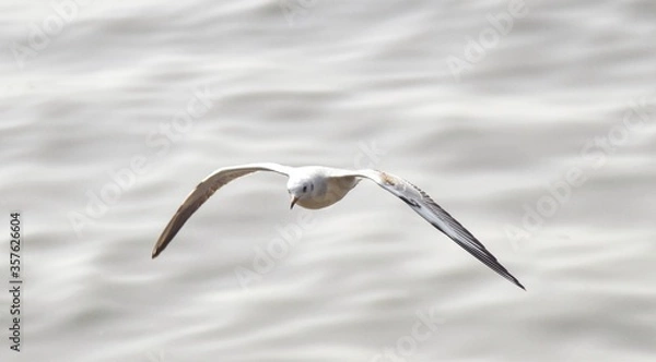 Fototapeta Beautiful view of seagull flying.