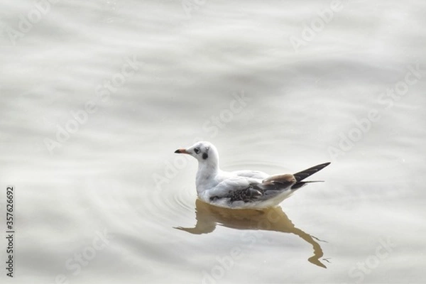 Fototapeta Beautiful view of seagull.