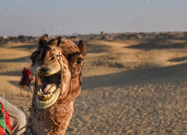 Fototapeta View of the camel.