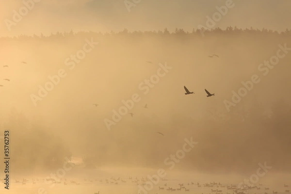 Obraz Gänse im Nebel