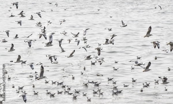 Fototapeta Beautiful view of the seagulls flying.