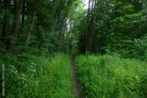 Obraz hiking trail in light rain in the forest or at the edge of the forest in the open countryside in germany