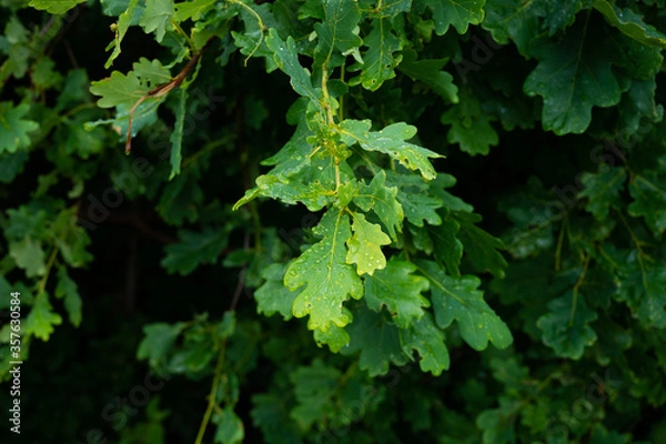Obraz oak leaves with raindrops on them