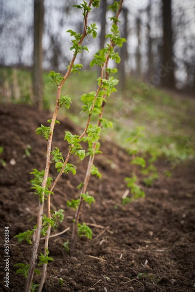 Obraz Raspberry bush