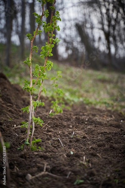 Obraz Raspberry bush