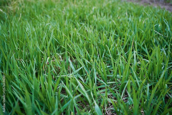 Obraz Grass closeup