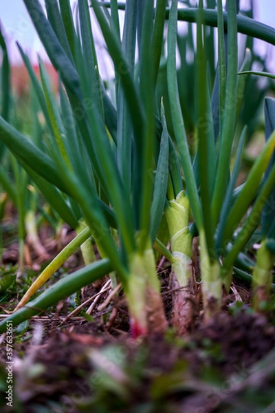 Obraz Green onion