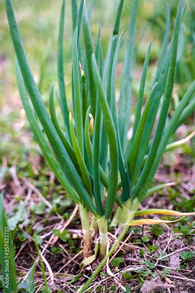 Obraz Green onion