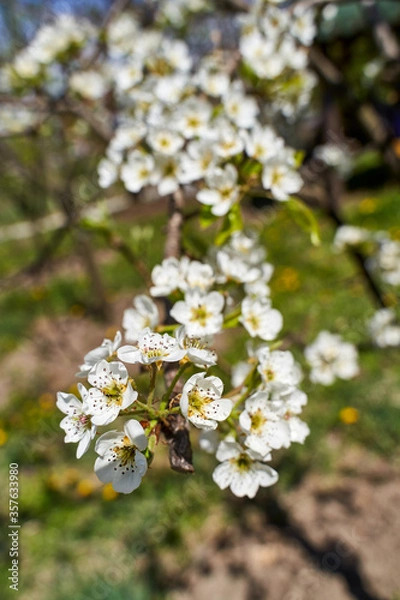 Obraz Pear tree flower