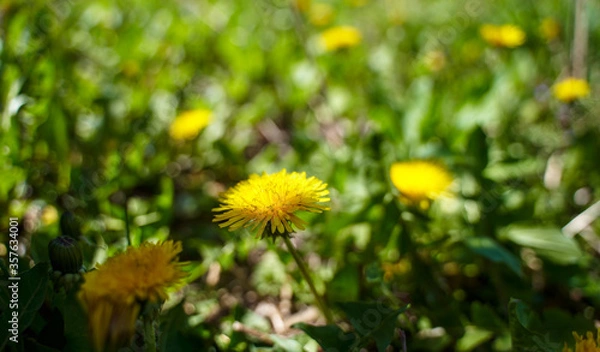 Obraz Meadow with yellow flowers