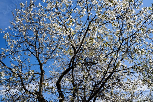 Obraz Cherry tree flowers