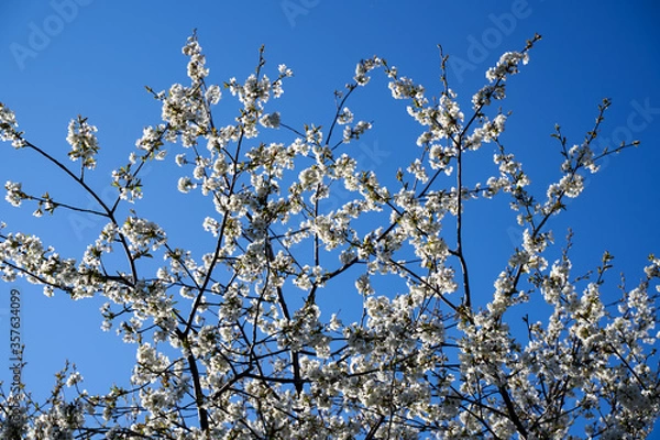 Obraz Cherry tree flowers