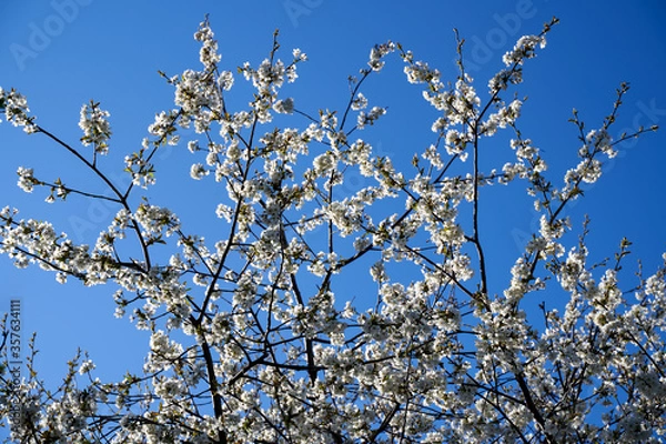 Obraz Cherry tree flowers