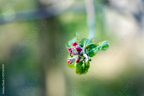 Obraz Ants on apple flowers