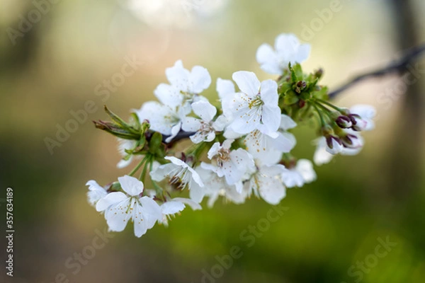 Obraz Cherry tree flowers