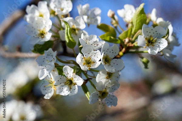 Obraz Pear tree flower