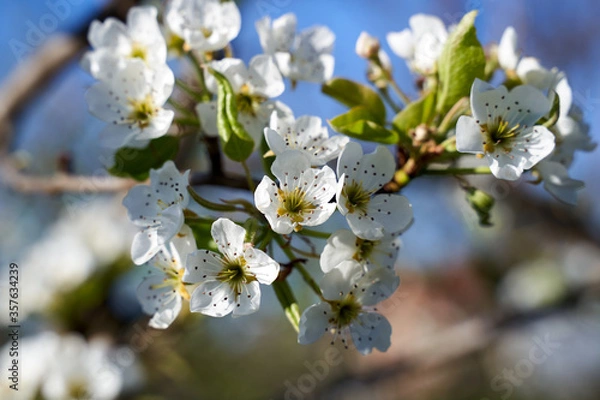 Obraz Pear tree flower