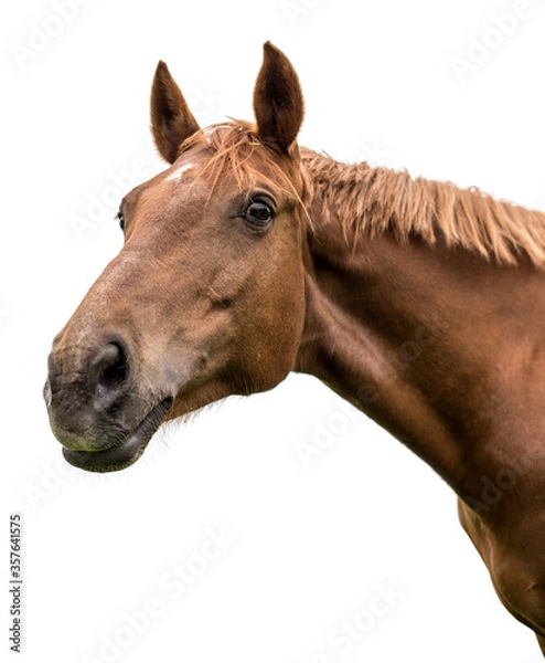 Obraz Portrait of a bay horse on a white background