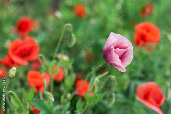 Obraz Flowers Red poppies blossom on wild field. Beautiful field red poppies with selective focus. soft light. Natural drugs. Glade of red poppies. Lonely poppy. Soft focus blur