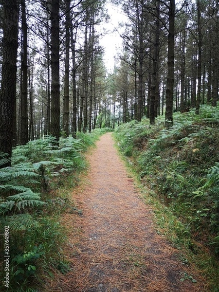 Fototapeta path in the woods