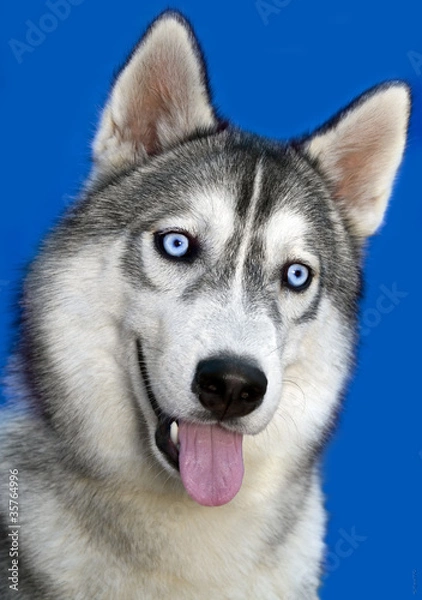 Obraz Portrait Siberian rideable husky