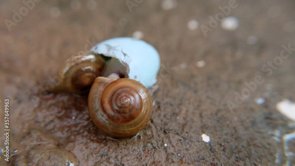 Obraz Close up of two garden snails crawling into an empty blue egg shell, on a stone surface.
