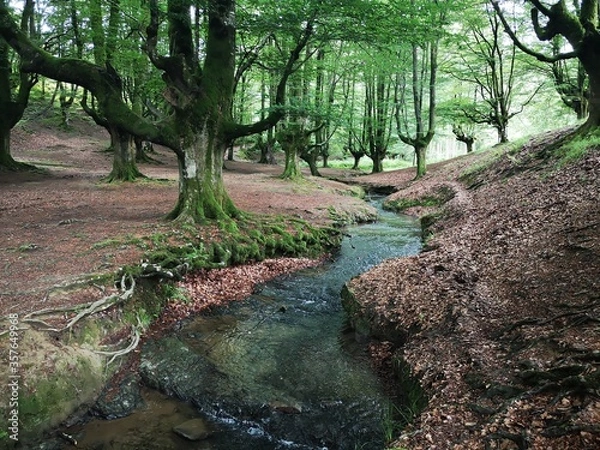 Fototapeta stream in the forest
