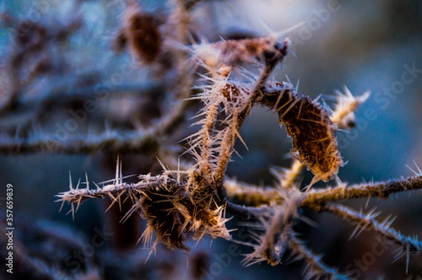 Fototapeta El blanco de la cencellada