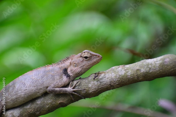 Fototapeta The Resting lizard