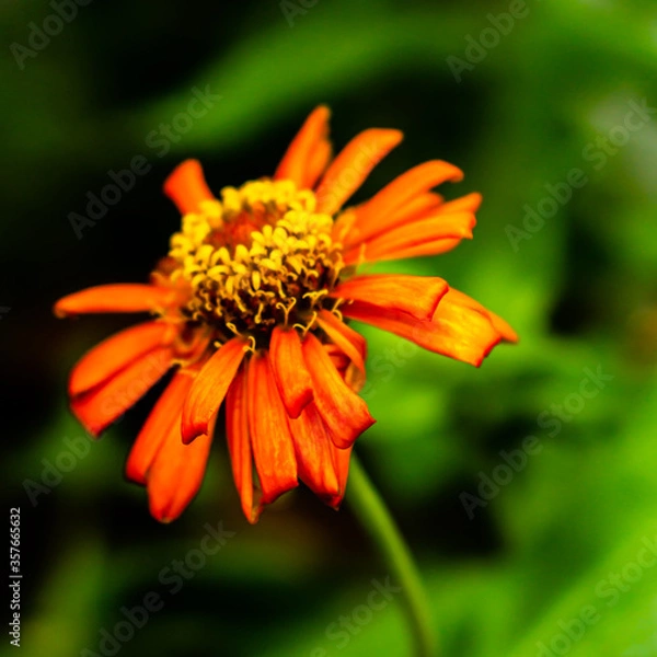 Fototapeta orange flower with green background