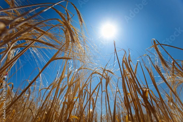 Obraz macro photo  field with rye