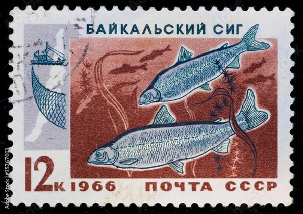 Obraz Postal stamp. Baltic whitefish, 1966