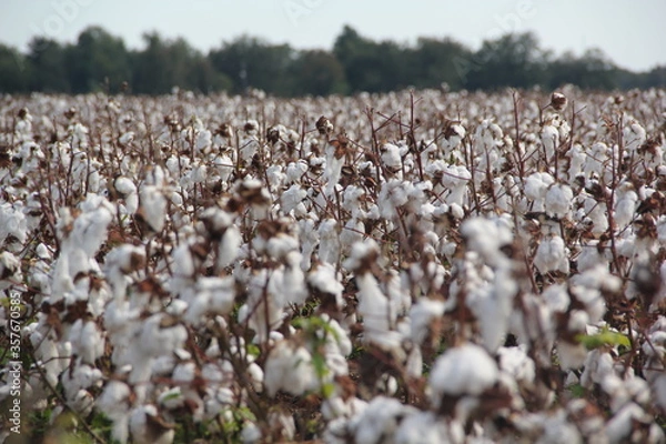 Obraz cotton field in usa