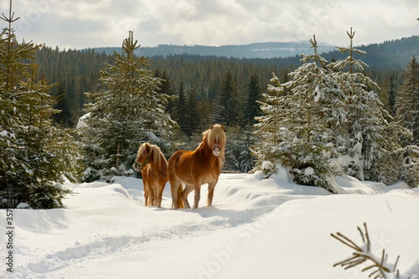 Obraz Kůň, zima, Šumava, Česko